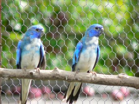 mladí modří samci